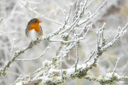 Vogels O - roodborst op een boomtak in de winter