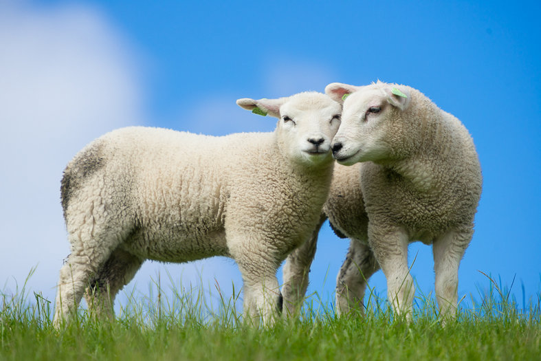 schapen b dé dementie winkel nl